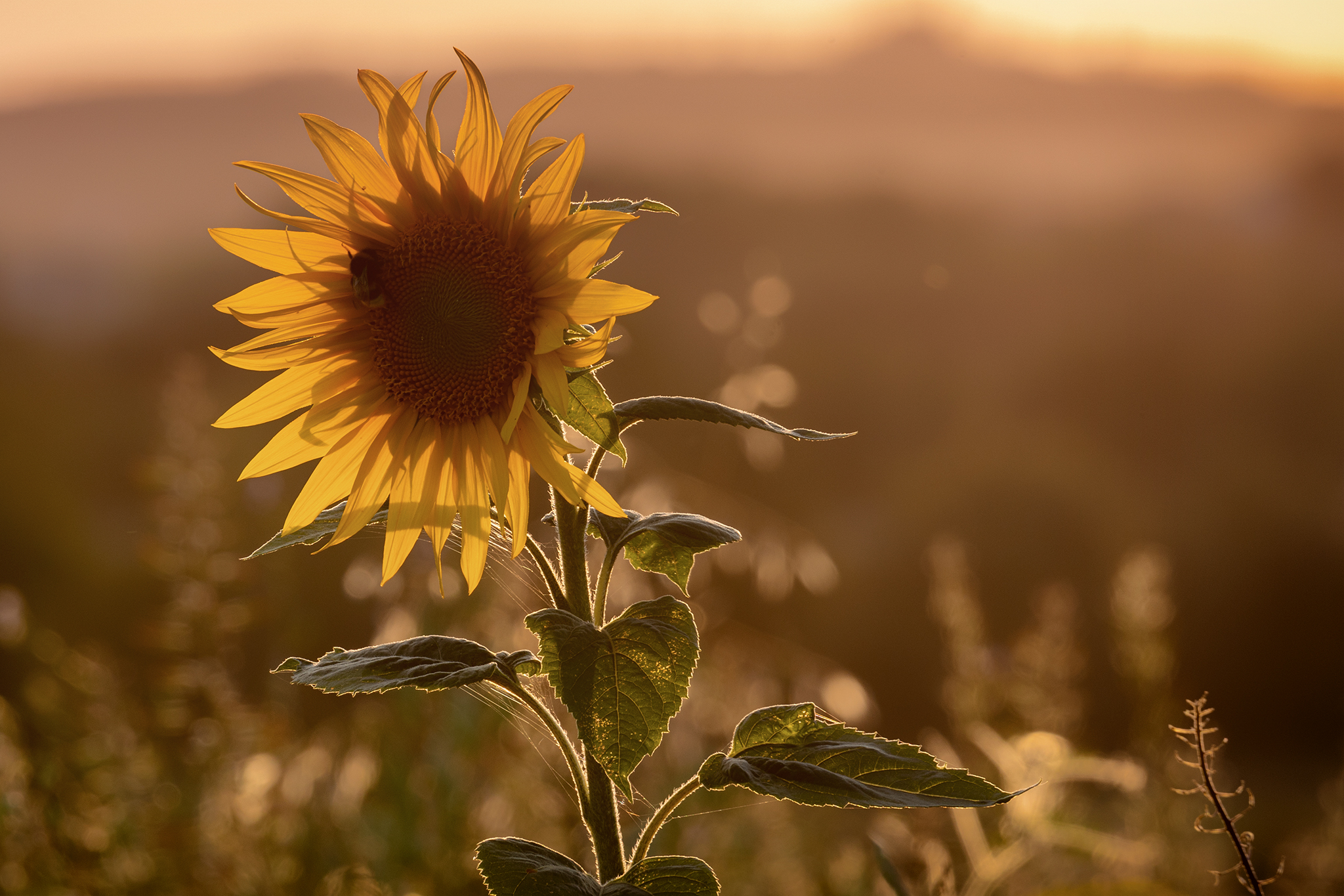 Sonnenblume an der Wendener Straße in Hünsborn