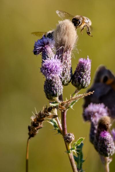 Futterfuerallembr63147