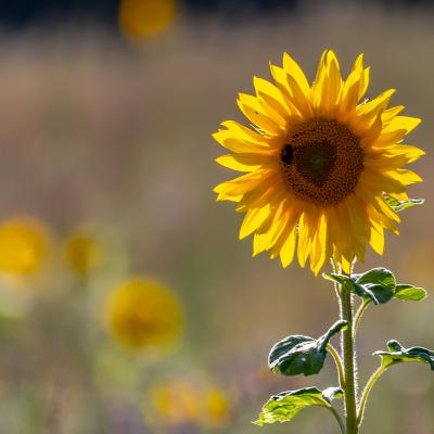 Sonnenblume Herz