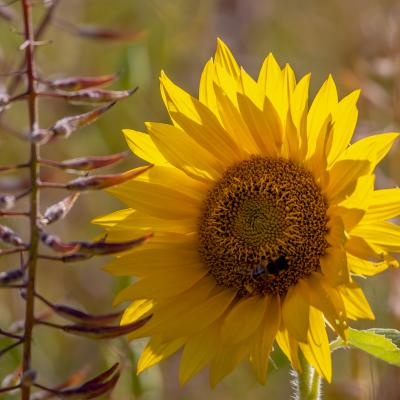 Sonnenblume