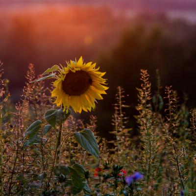 Sonnenblumehummelmbr63078