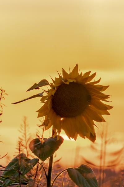 Sonnenblumembr63075