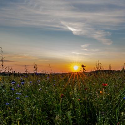 Sonnenuntergang Feldmbr63061