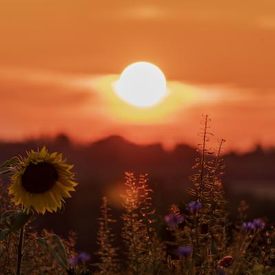 Sun