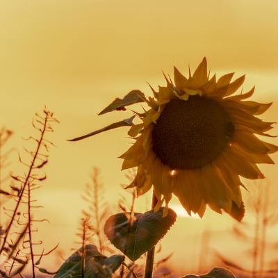 Sunmbr63075
